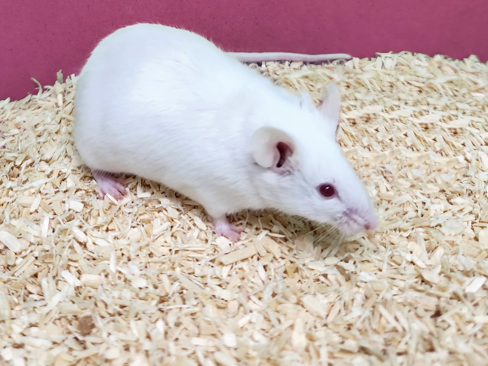 BALB/cKwlGbg Inbred Strain Mouse