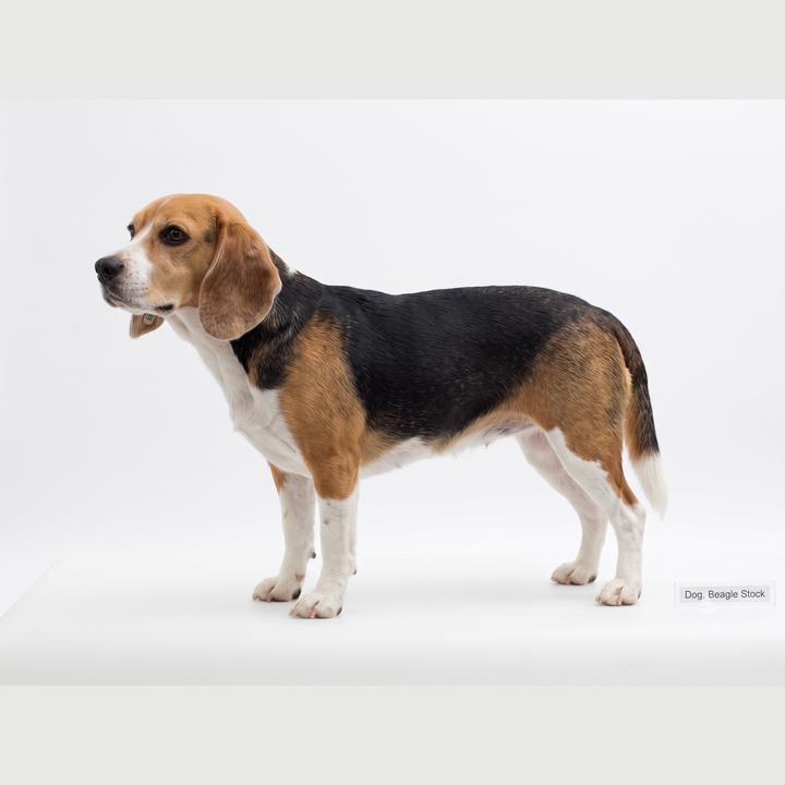 Beagle Dog (Conventional)