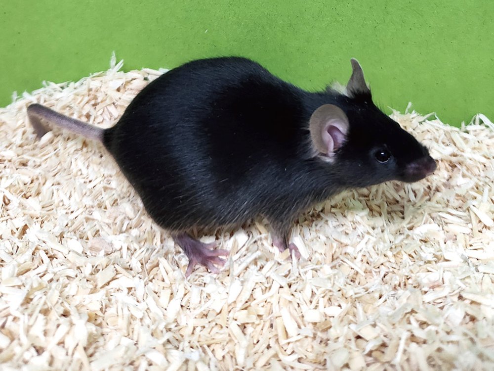 C57BL/6JKwlGbg Inbred Strain Mouse