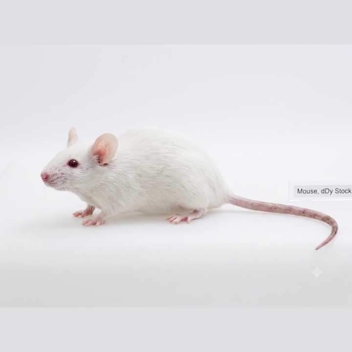 DDy Mouse