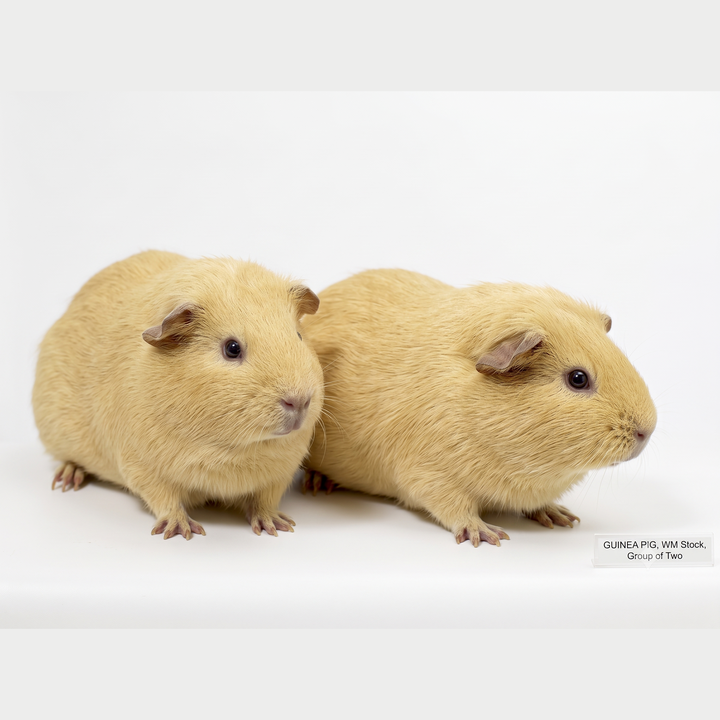 Guinea Pig (Hartley / WM)