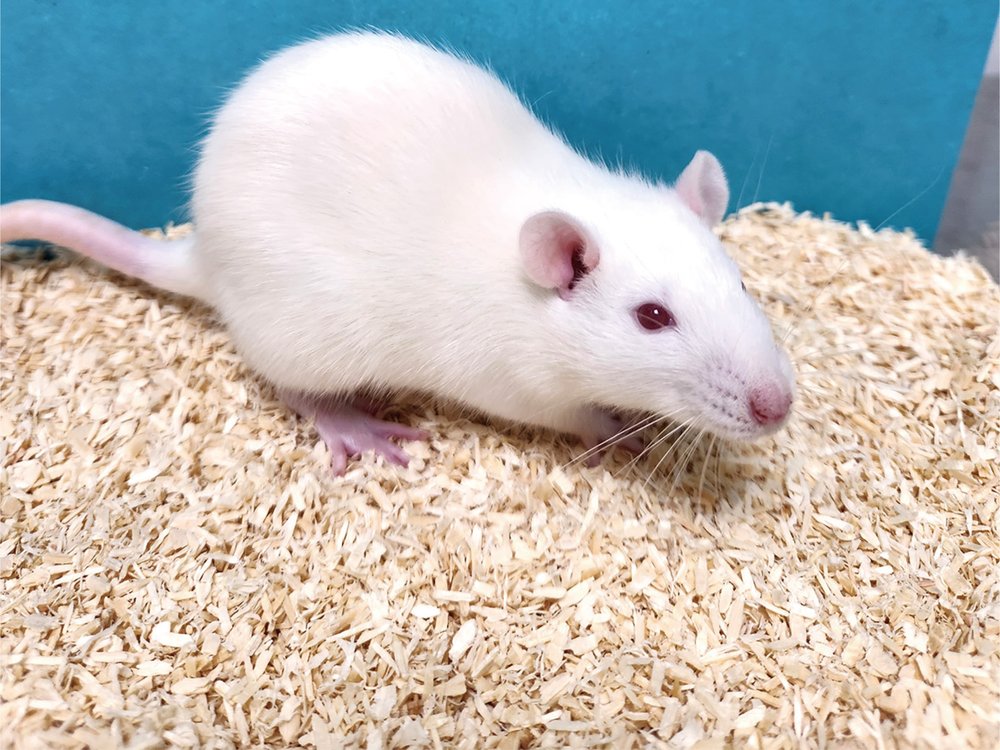 KwlGbg:ICR Outbred Stock Mouse