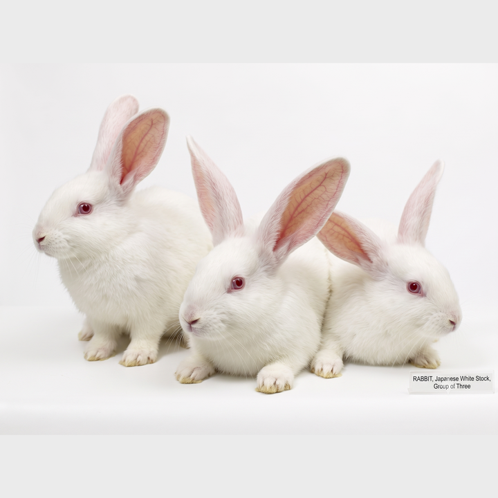 Rabbit (Conventional)