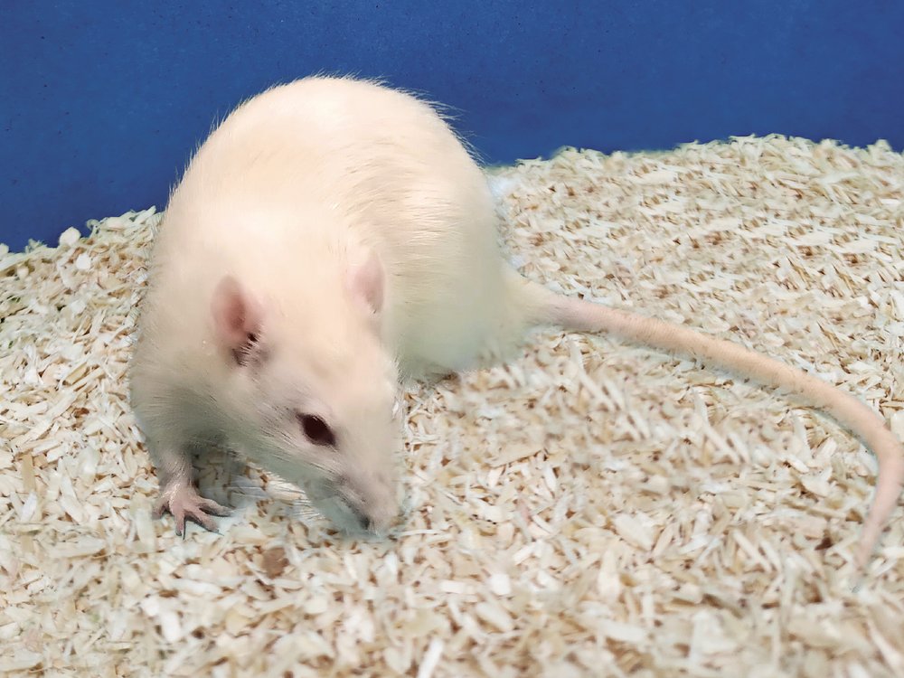 KwlGbg:SD Outbred Stock Rat